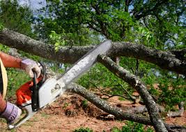 Best Tree Removal  in Pierre Part, LA