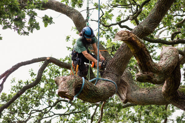 Best Emergency Tree Removal  in Pierre Part, LA