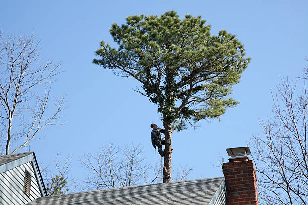 Best Hedge Trimming  in Pierre Part, LA