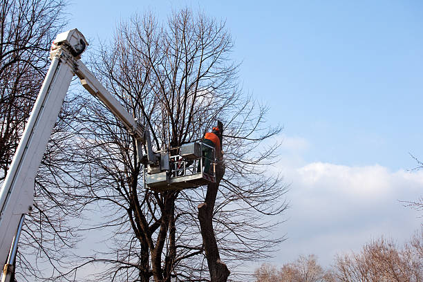 Best Seasonal Cleanup (Spring/Fall)  in Pierre Part, LA